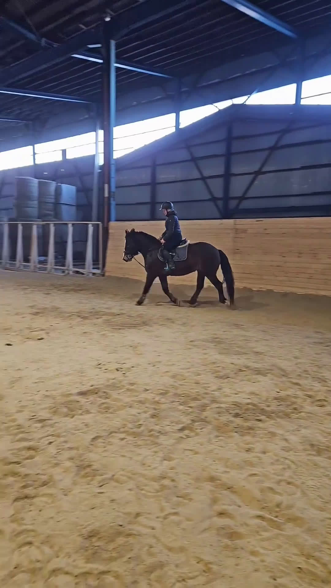 Allround hästar till salu: Framtidens hopponny?  - Video 1