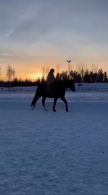 Allround hästar till salu: Fantastisk Snygg & Trygg SWB, Tanthäst/Mor dotter  i Sandviken - Video 1