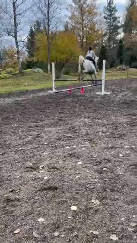 Allround hästar till salu: Allround Connemara ponny i Järna - Video 1