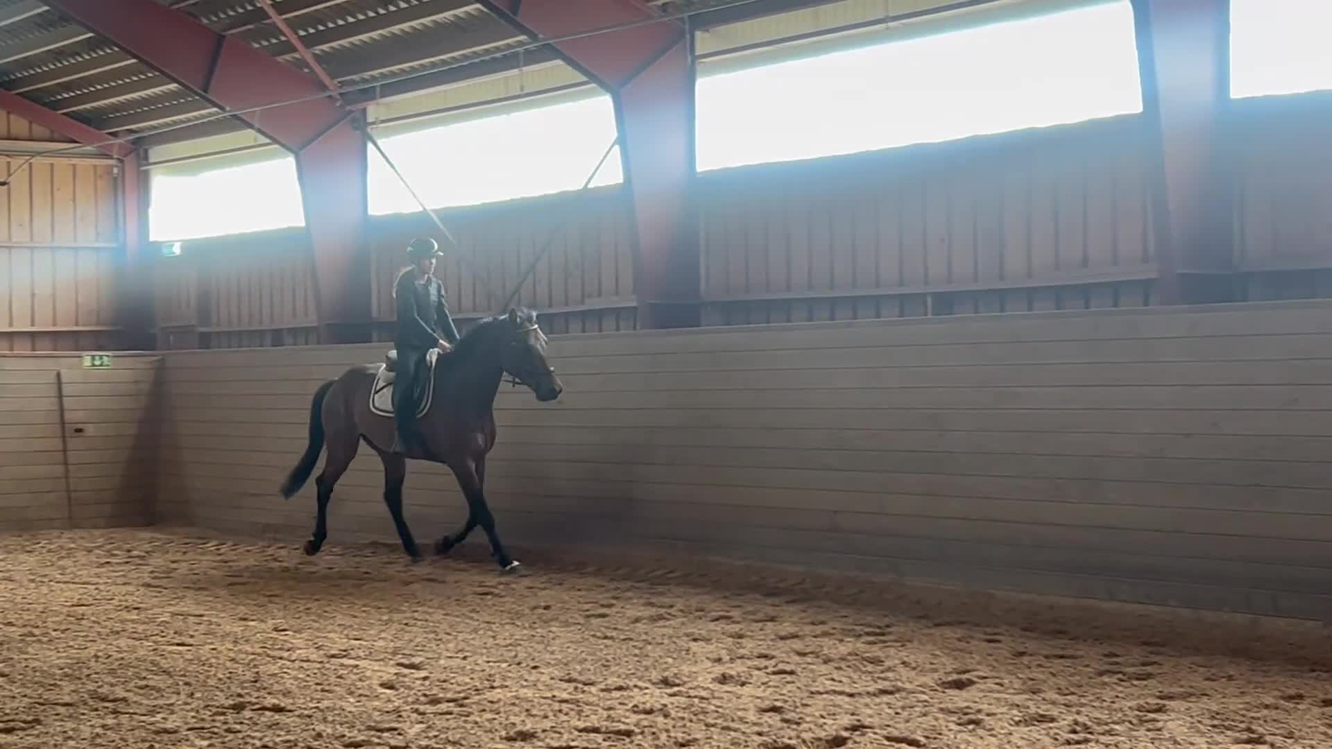 Hoppning hästar till salu: Framtida hopphäst säljes - Video 2