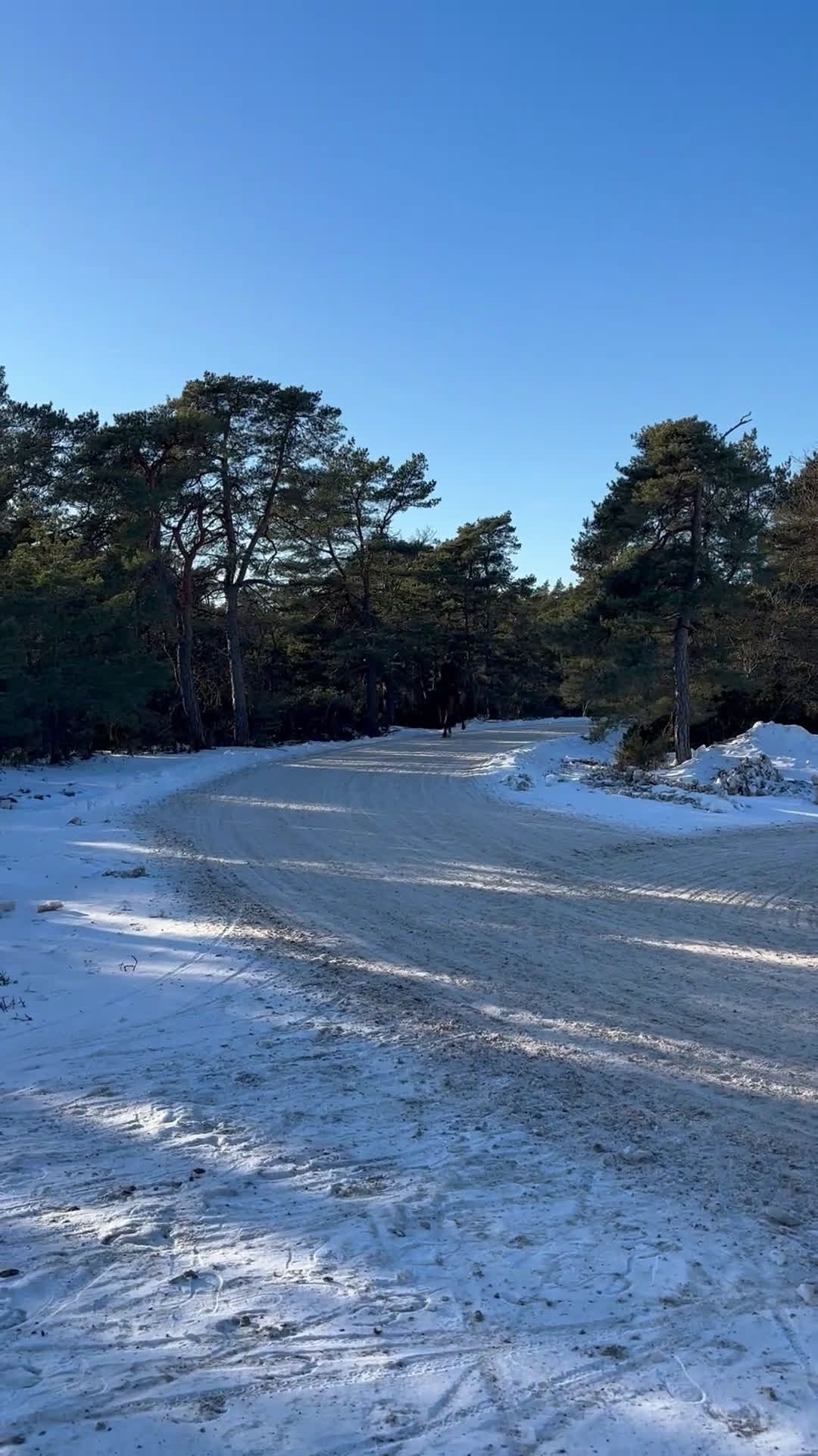 Sällskap hästar till salu: Modig valack till uteritter och sällskap i Visby - Video 2
