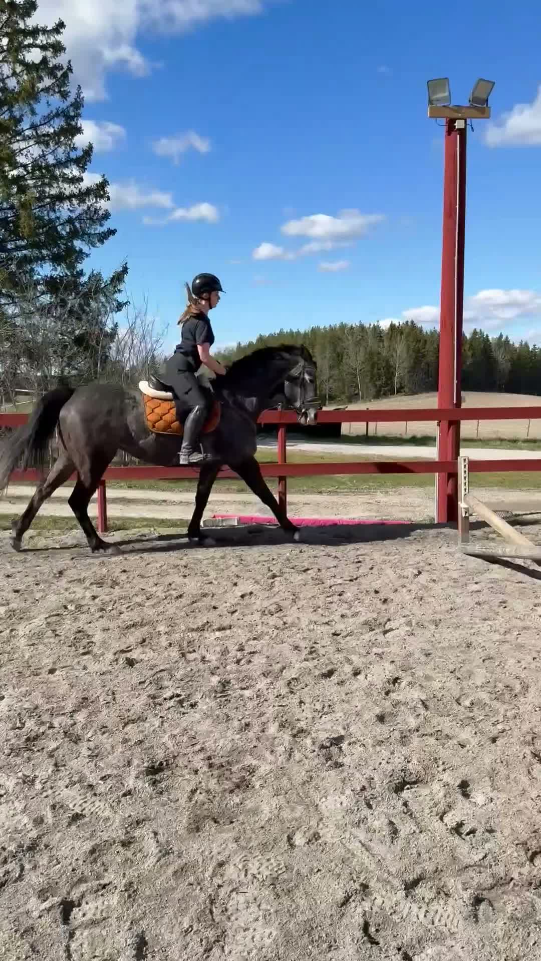 Allround hästar till salu: Underbart fullblodsto/ projekt - Video 2