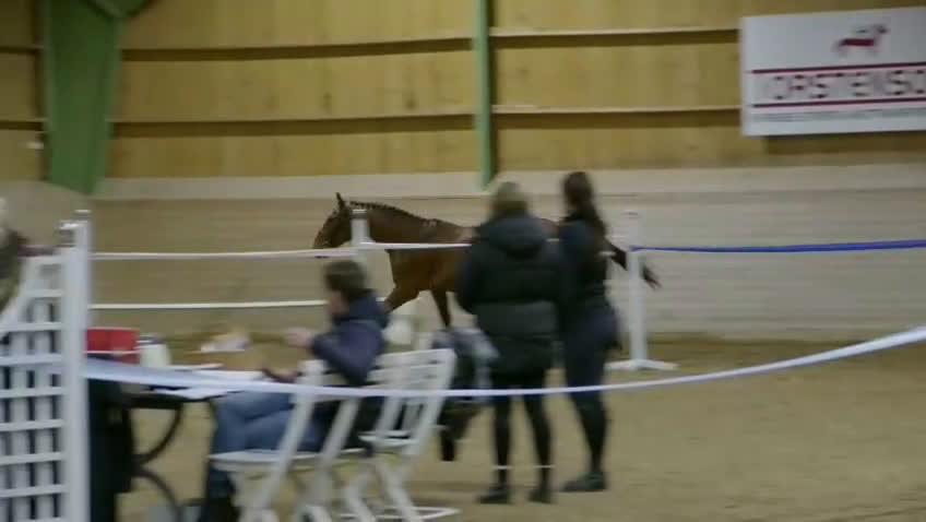 Hoppning hästar till salu: Hopptalang med många plus! i Östansjö - Video 1