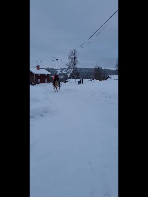 Allround hästar till salu: Är du hennes nya livskamrat? i Bjursås - Video 1