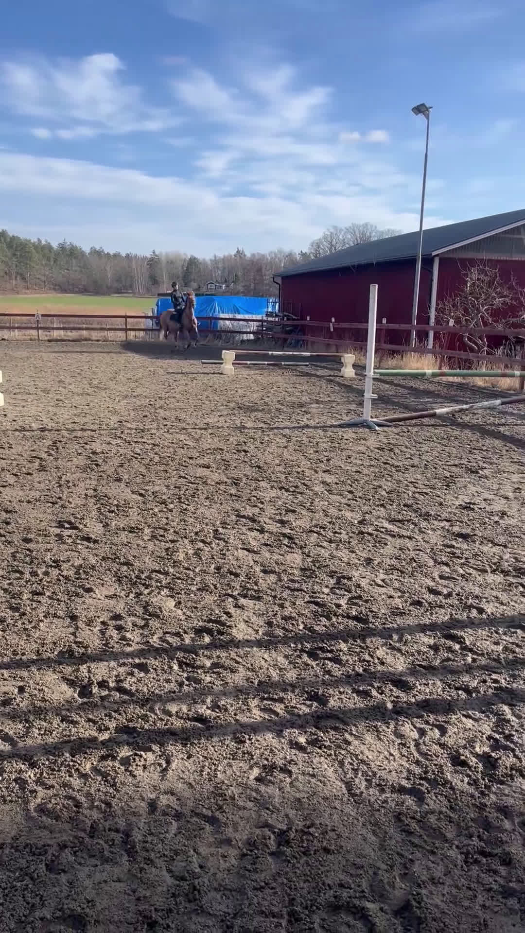 Allround hästar till salu: Rosettplockare och multitalang  i Gusum - Video 1