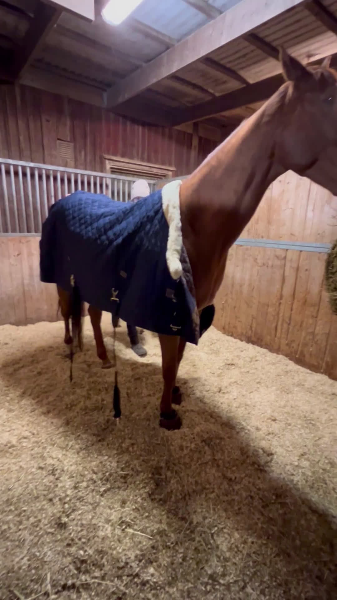 Allround hästar till salu: Fantastisk allroundhäst av lättare typ i Växjö - Video 3