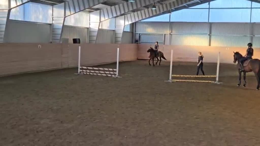 Allround hästar till salu: Fantastisk allroundponny! - Video 3