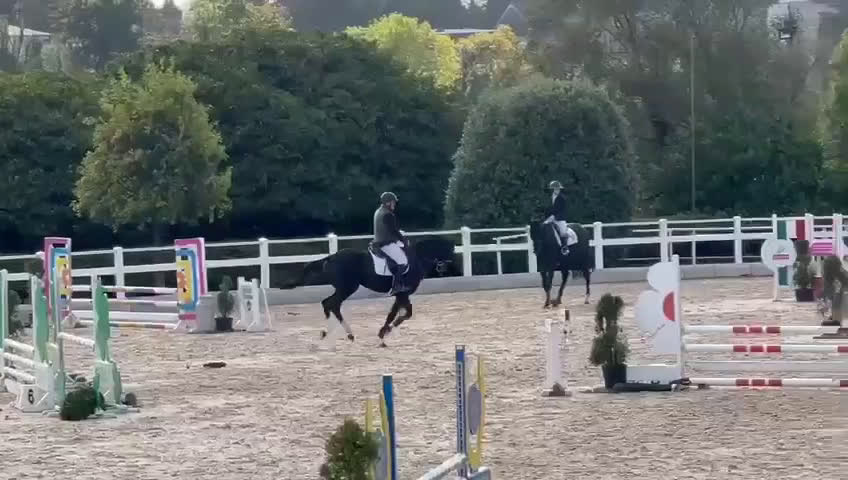 Hoppning hästar till salu: Valack 9 år tävlad 120  - Video 3