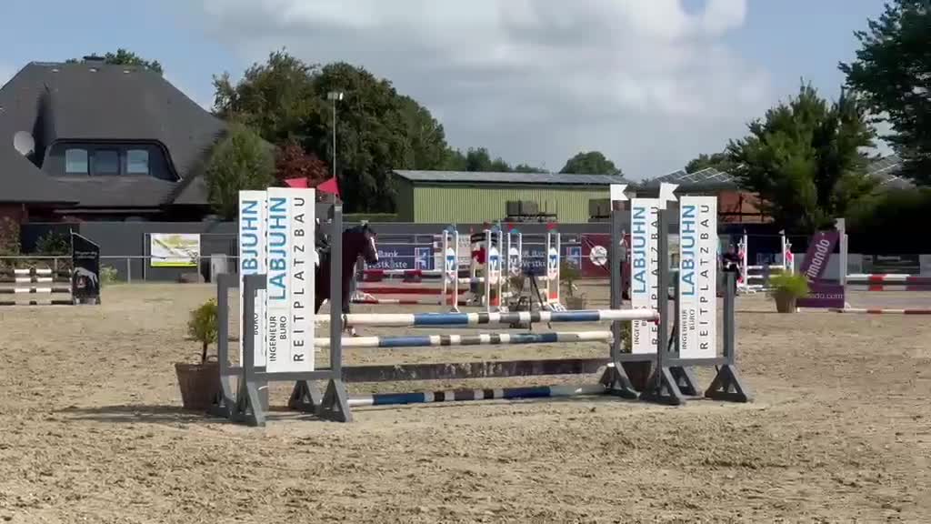 Allround hästar till salu: Eyecatcher Connemaraponny! - Video 4