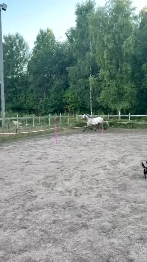 Hoppning hästar till salu: Lovande ponny för framtiden med toppstam! ⭐️ - Video 1