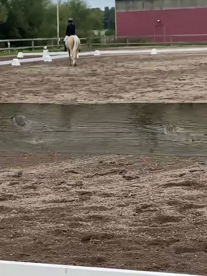 Dressyr hästar till salu: Welsh som syns i mängden  i Tjällmo - Video 1
