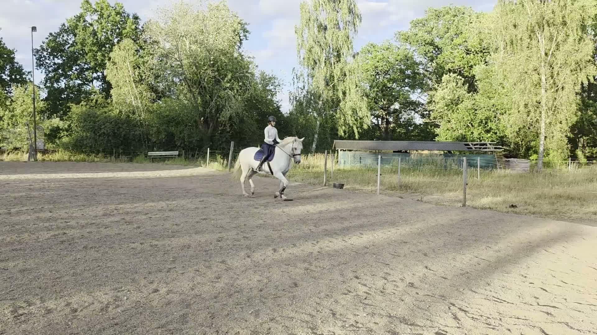 Allround hästar till salu: PRE Valack  - Video 1