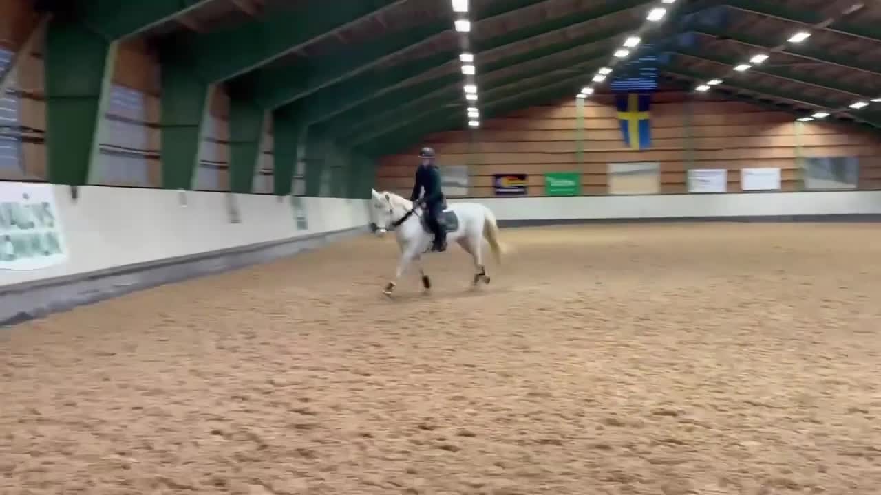Allround hästar till salu: Världens finaste Boy - Video 2