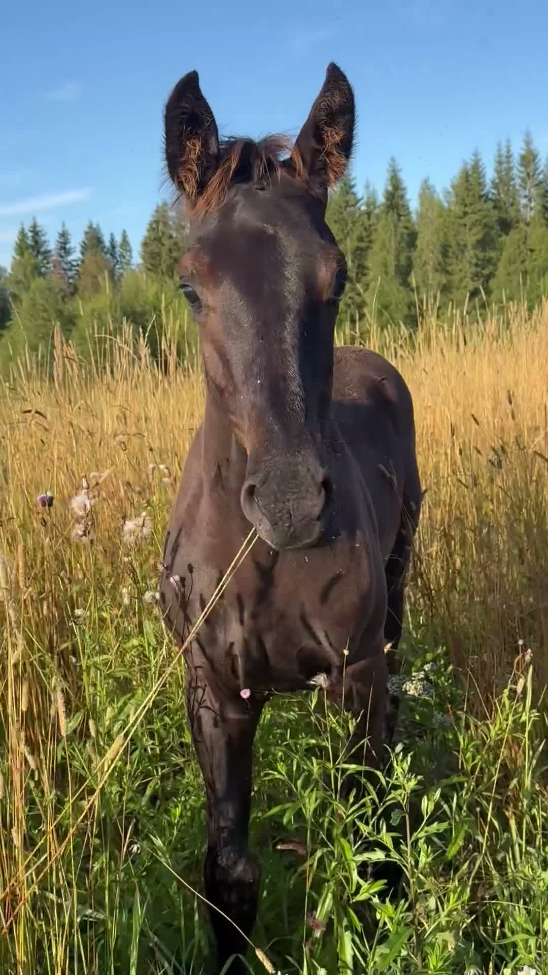 Dressyr hästar till salu: Lovande hingstämne med stark stostam - Video 1