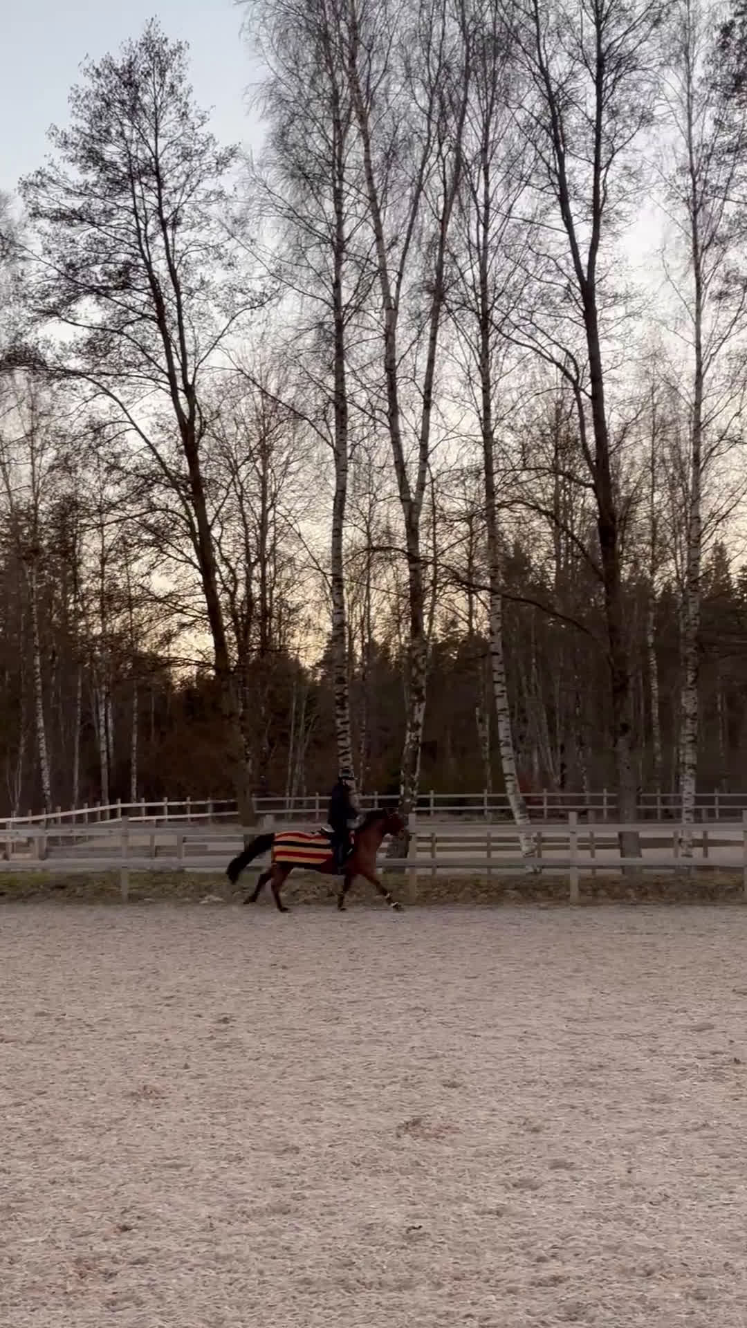 Hoppning hästar till salu: Läromästare  - Video 4