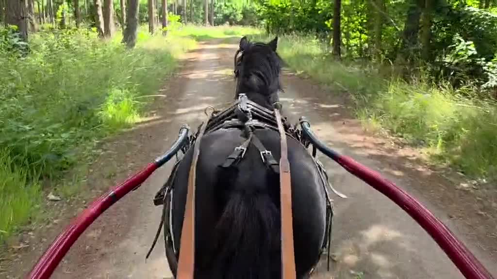 Allround hästar till salu: Avel/körning eller barnponny - Video 1