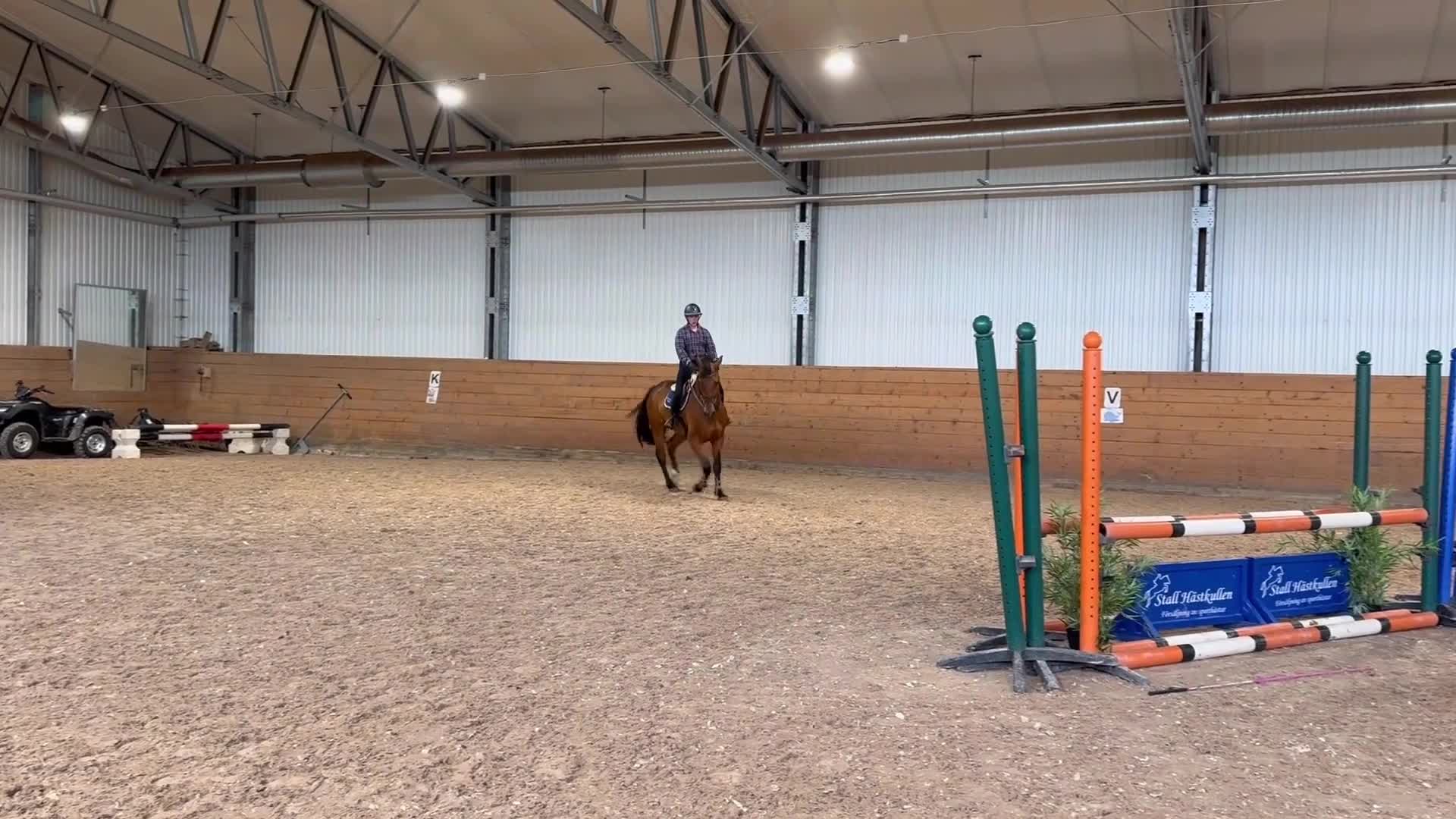Allround hästar till salu: Trevlig valack - Video 1