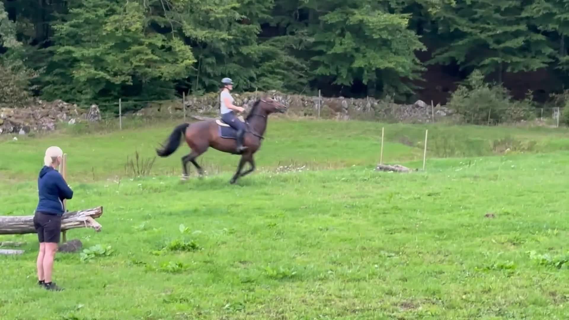 Allround hästar till salu: Pigg och trevligt allround sto - Video 2