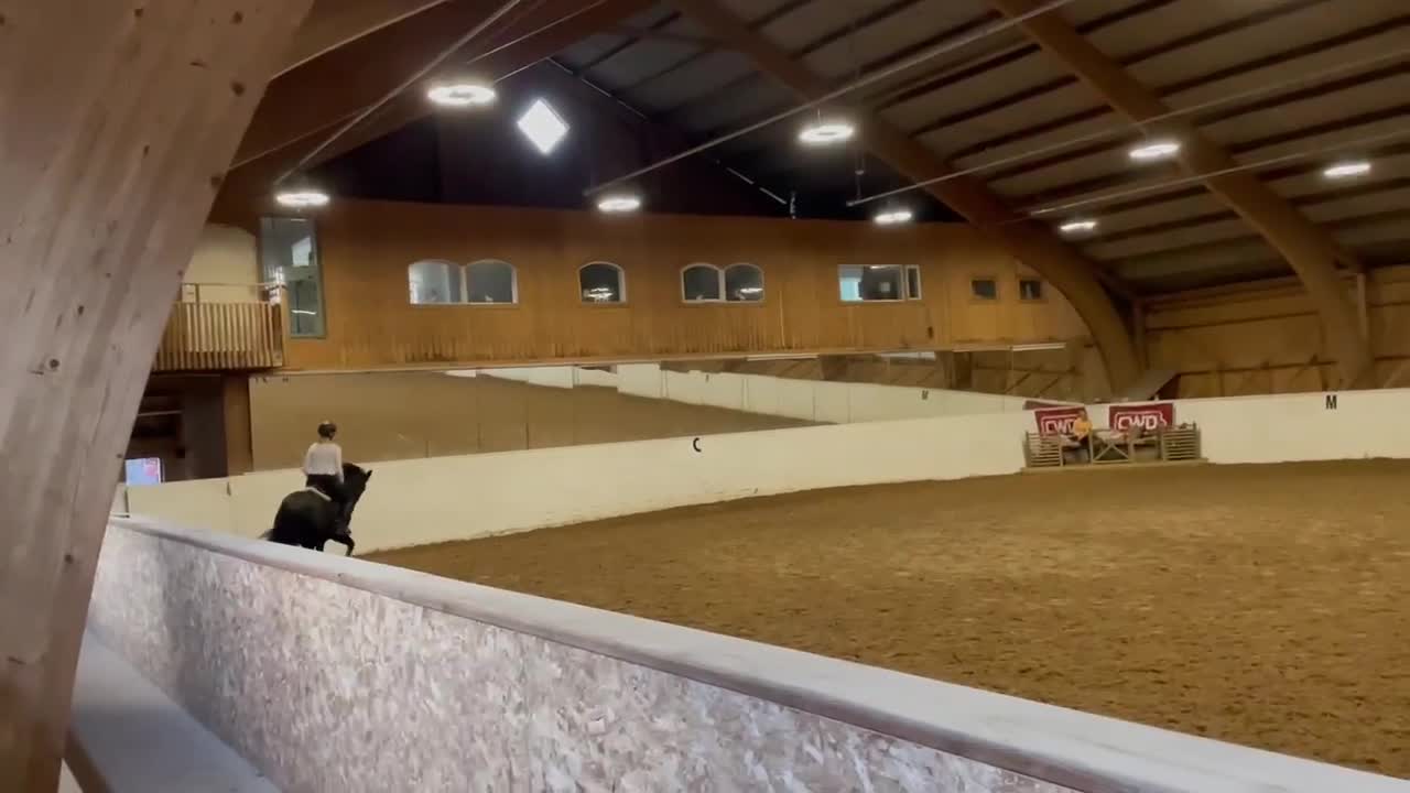 Hoppning hästar till salu: Välutbildad D-ponny med hjärta och kapacitet - Video 3