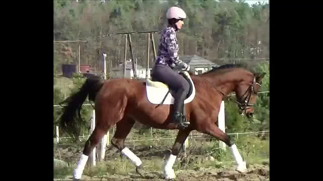 Allround hästar till salu: Top mover for some ambitious rider   i Örsundsbro - Video 1