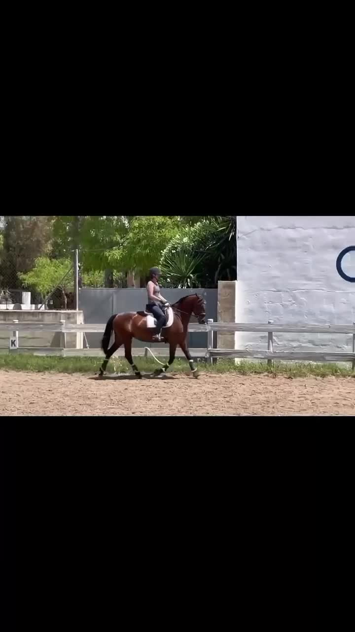 Dressyr hästar till salu: 🌟 PRE-sto med mycket fin stam – 8 år – Spanien 🌟 i Crevillente - Video 1