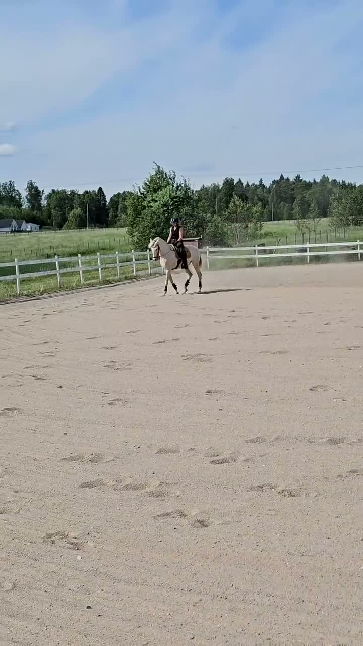 Working Equitation hästar till salu: Lusitano valack av guld i Skultuna - Video 2