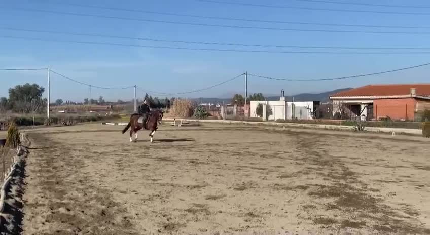 Dressyr hästar till salu: Fin Dressyrhäst  - Video 3