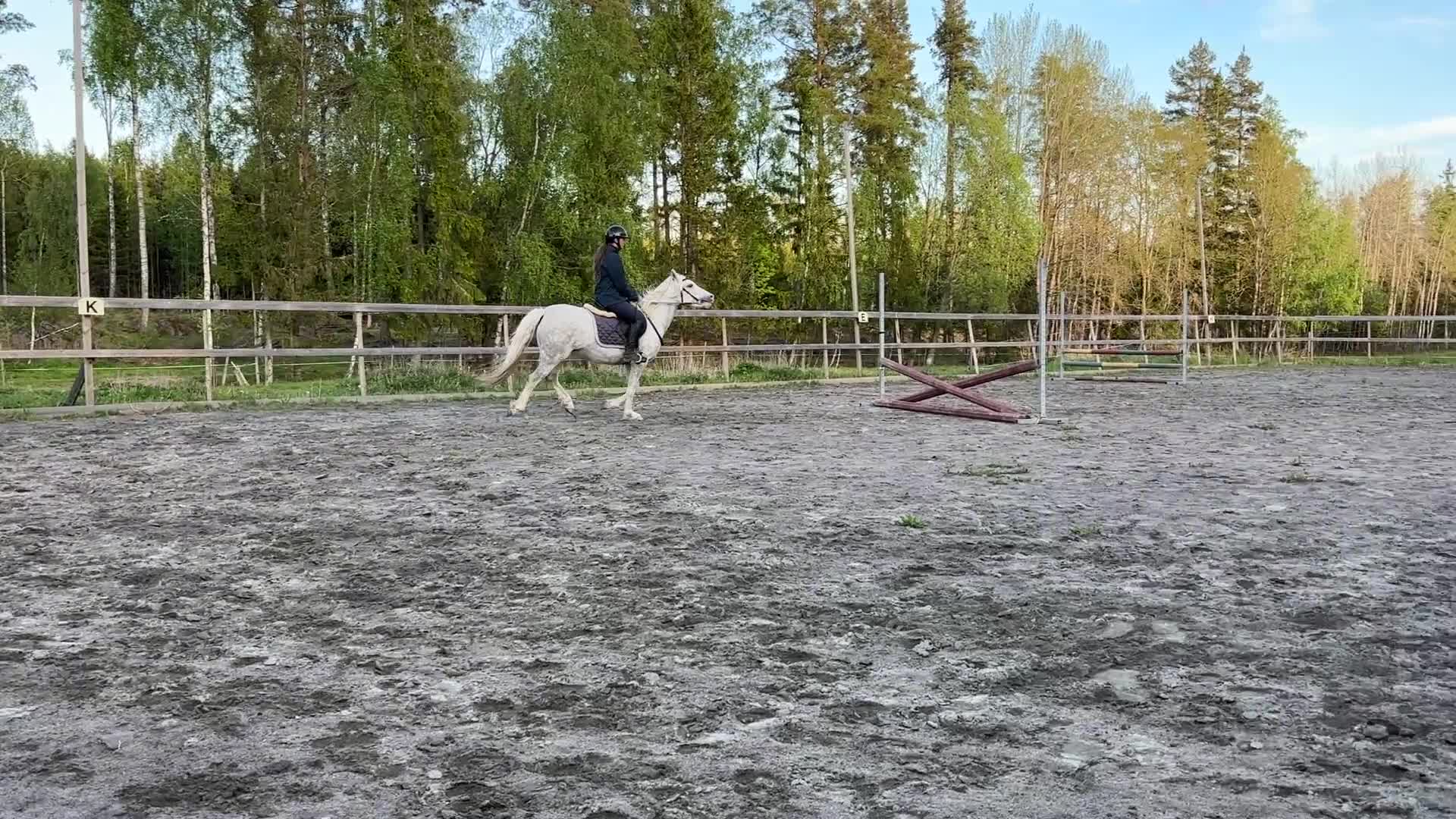 Allround hästar till salu: Fint Welshsto med utstrålning - Video 4