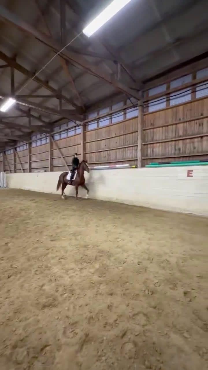  medryttarhäst sökes: Medryttare sökes  i Nyköping - Video 1