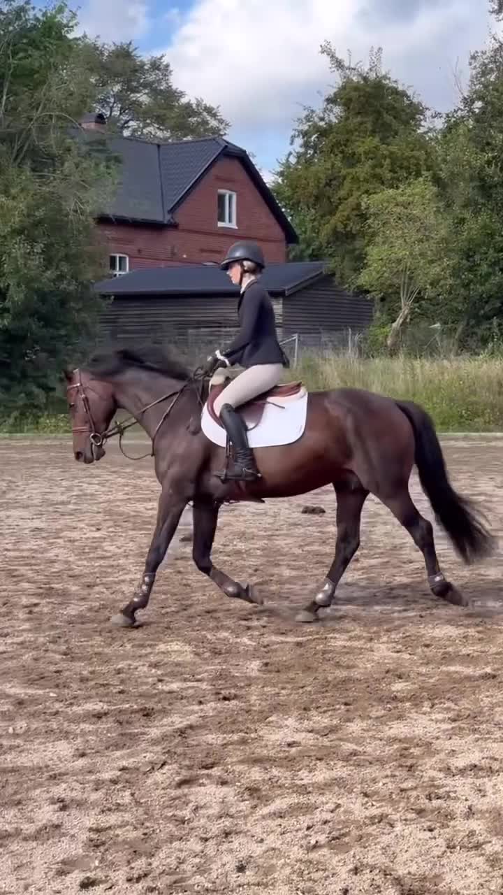 Allround hästar till salu: Het och speciell men med stort hjärta - Video 2