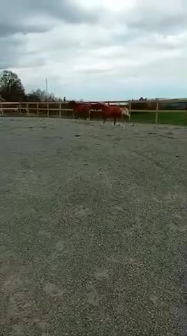 Allround hästar till salu: Welsh partbred - Video 1