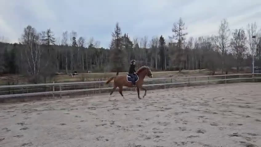 Allround hästar till salu: Killen med hjärtat på rätt ställe! - Video 2