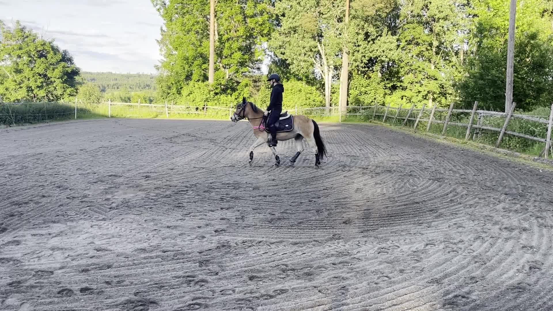 Allround hästar till salu: Trevlig och lovande ungponny söker nytt hem - Video 2