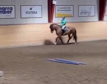 Övrigt hästar till salu: Bästa Vessla söker nytt hem  i Njurunda - Video 2