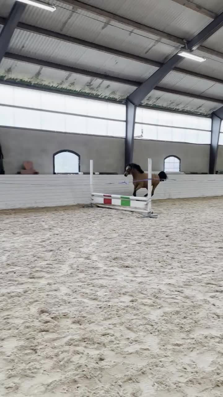 Hoppning hästar till salu: * INTRESSEKOLL * - Video 3