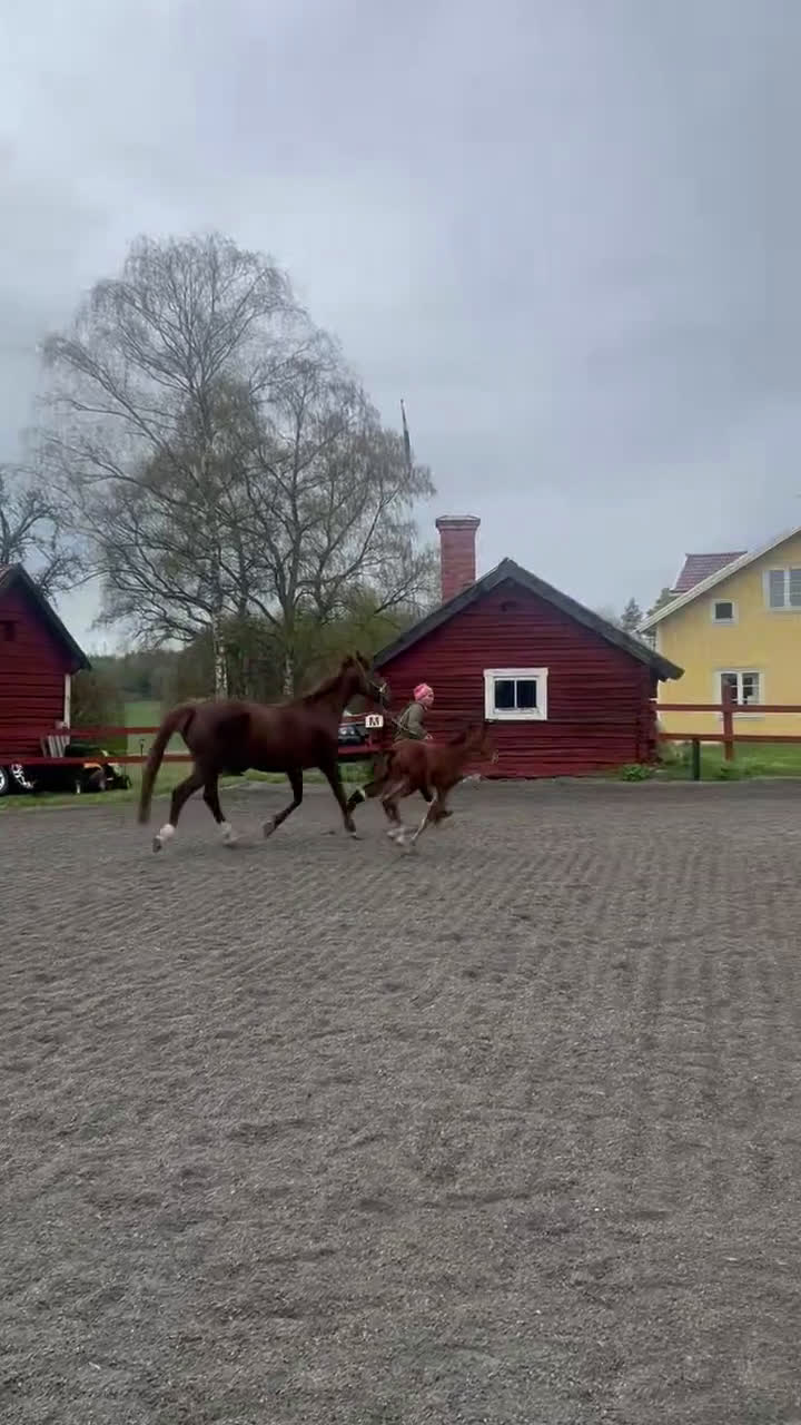 Allround hästar till salu: ✨ Lovande SWB e: Racoon 1491 (Lövsta Stuteri)  ✨ i Vingåker - Video 2