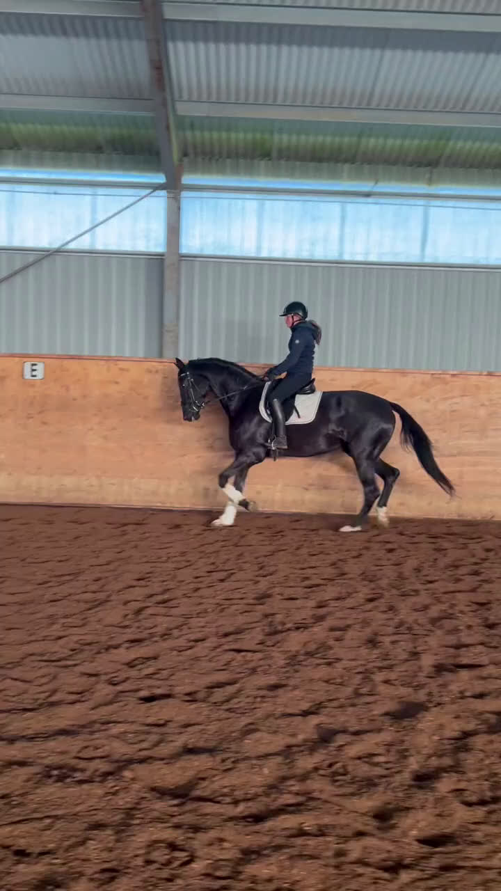 Dressyr hästar till salu: Vackert sto med gångarter ut över de vanliga i Helsingborg - Video 1