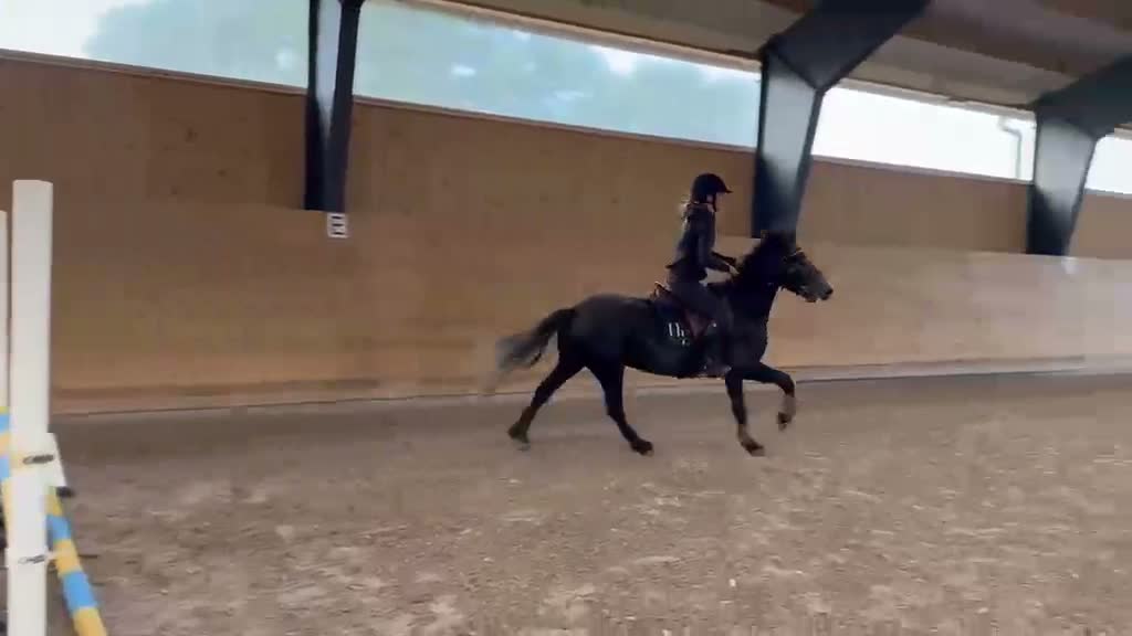 Hoppning hästar till salu: Ungponny med Kapacitet  - Video 2