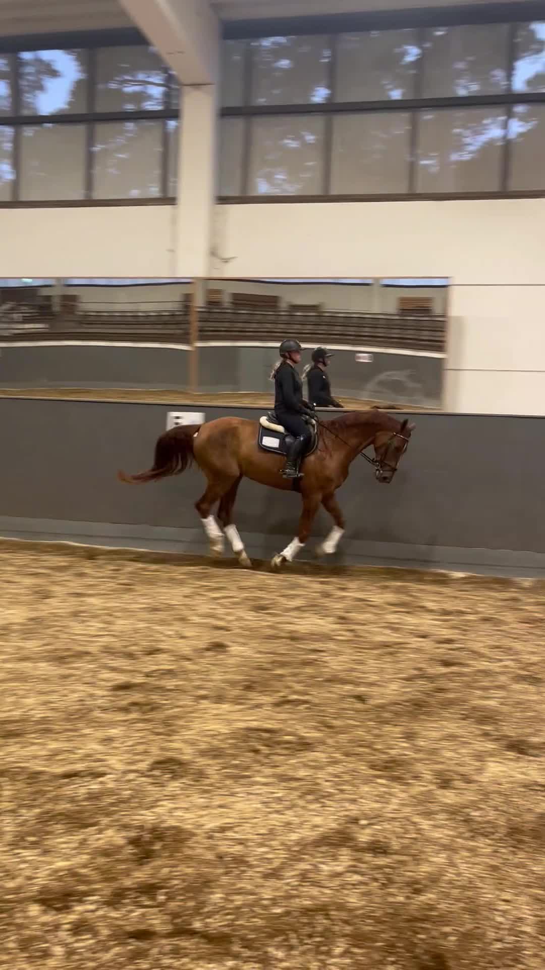 Allround hästar till salu: Snäll, fin valack med stark personlighet i Kalmar - Video 2