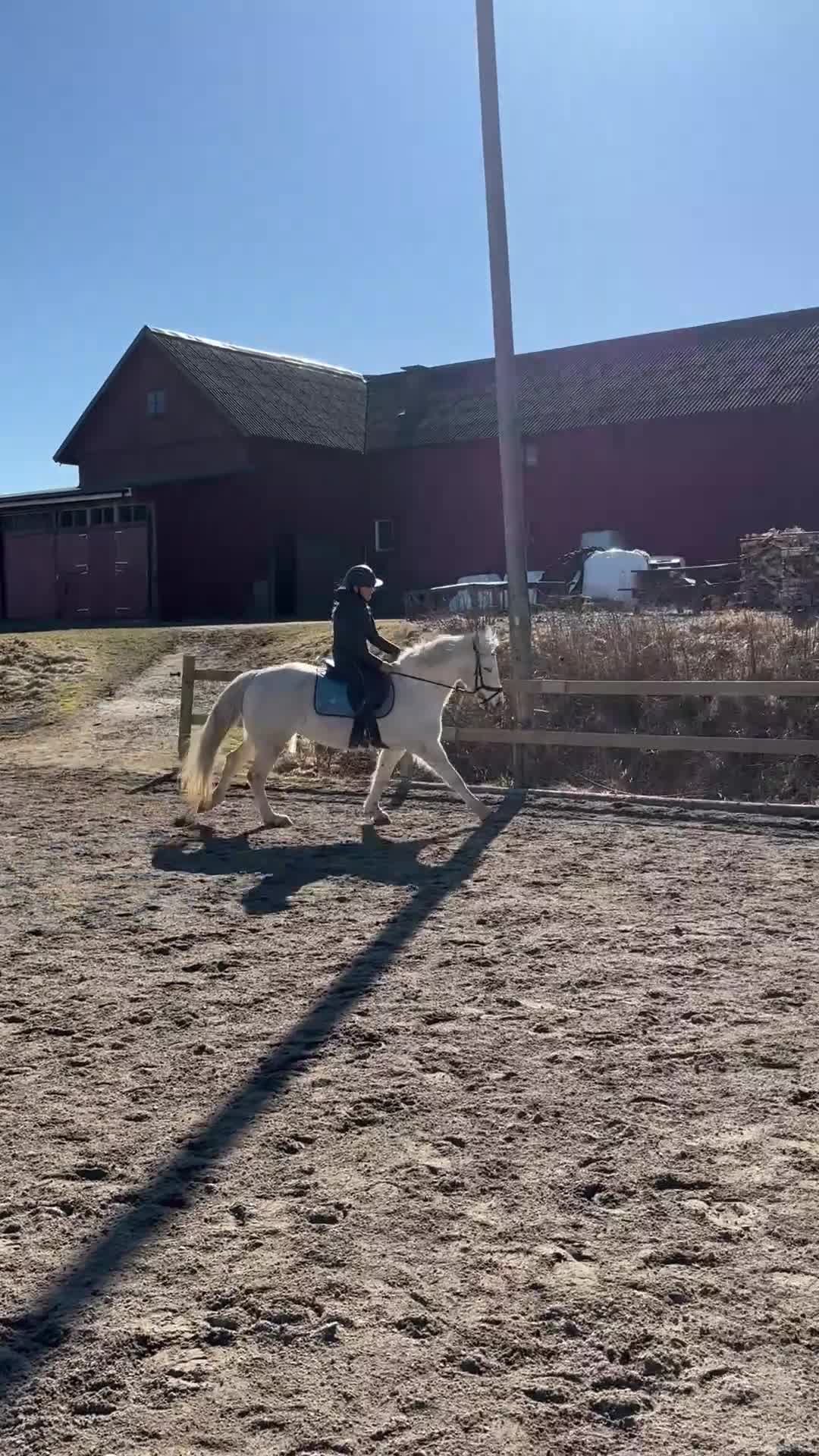 Allround hästar till salu: Underbar D-ponny - Video 3