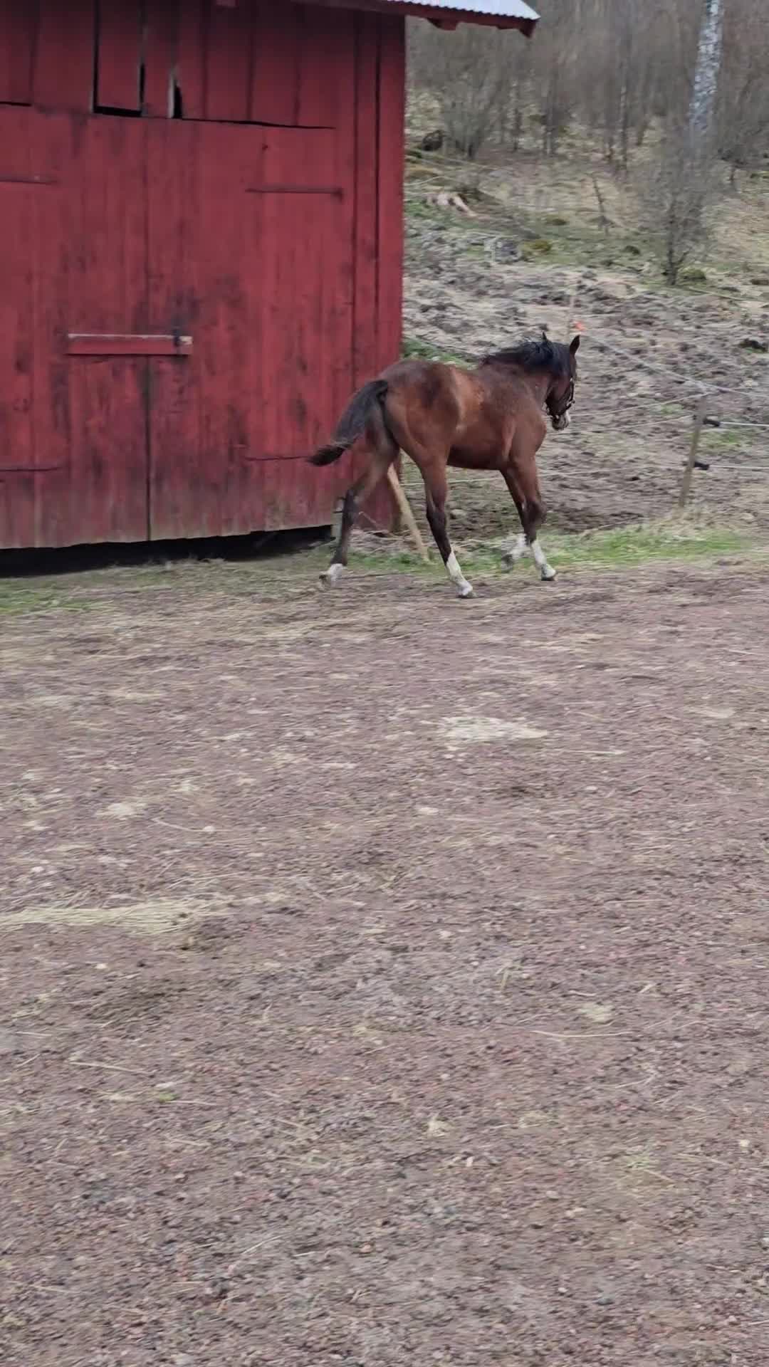 Hoppning hästar till salu: Im Extra EB - Guidam - Magini  f25 - Video 2