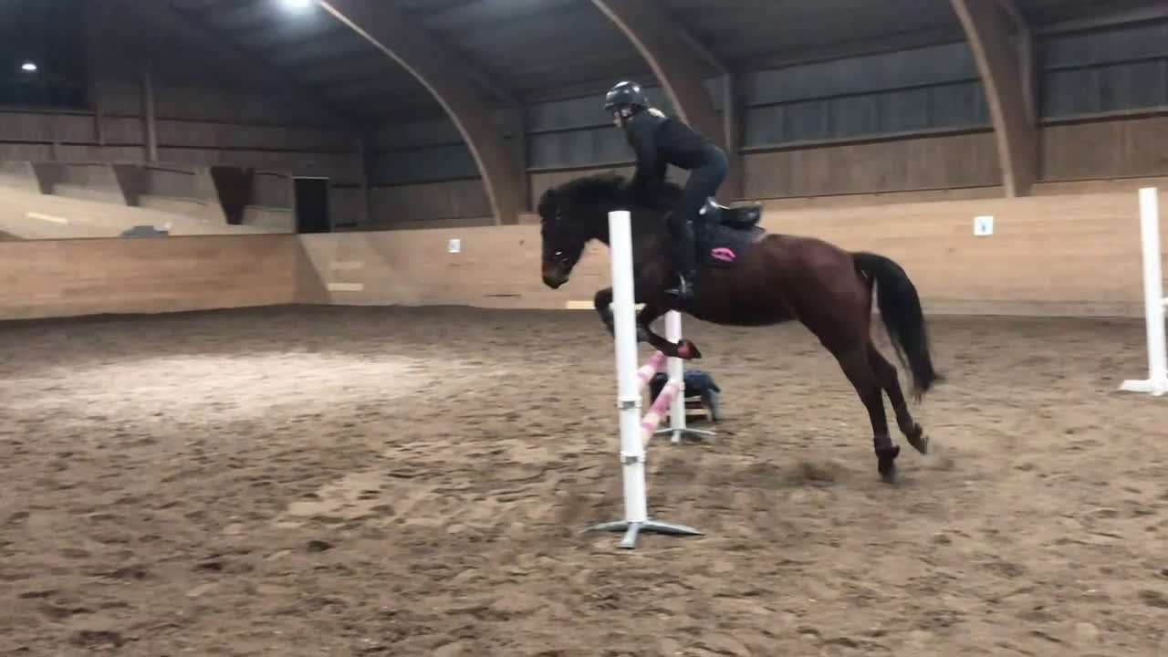 Dressyr hästar till salu: Fin fullstammad Svensk ridponny - Video 2