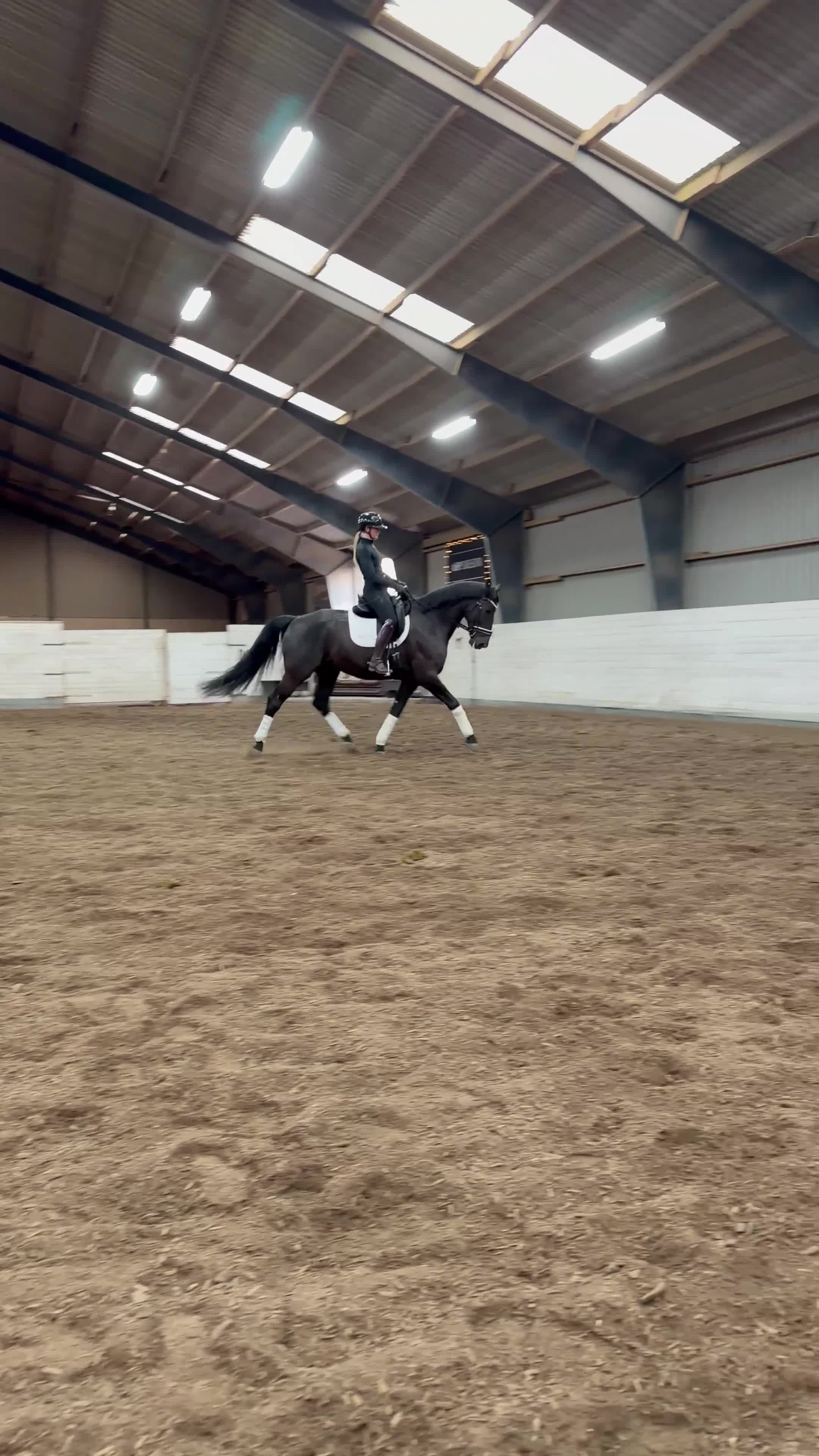 Dressyr hästar till salu: Stilig valack - Video 2