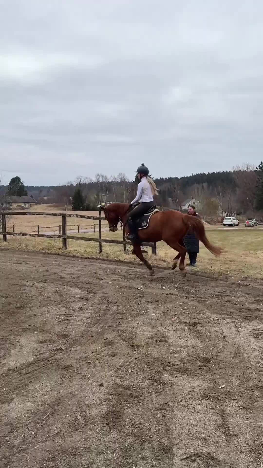 Dressyr hästar till salu: Framtida mästerskapsponny - Video 2