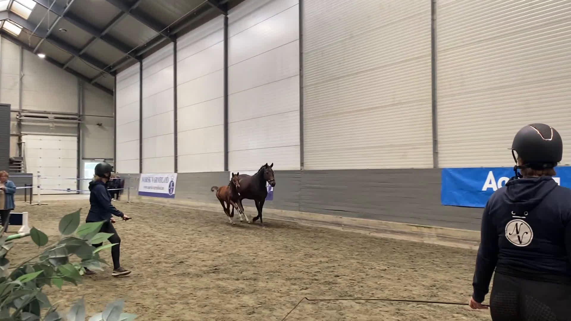 Dressyr hästar till salu: Flott hoppeføll selges! i Sagstua - Video 2