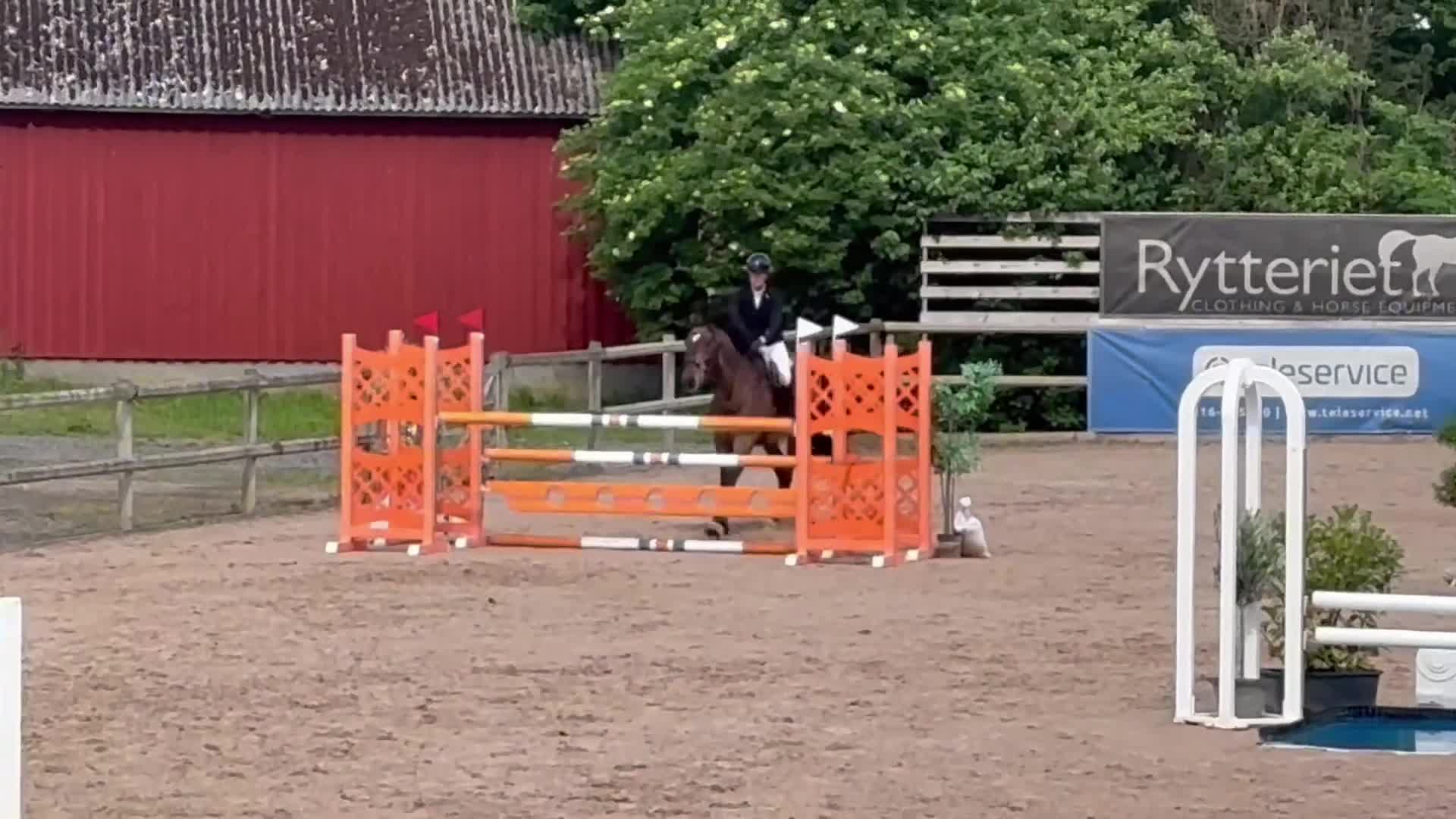 Hoppning hästar till salu: Fin 7-årig hopphäst e. Click and Cash-Cardento i Bunkeflostrand - Video 1