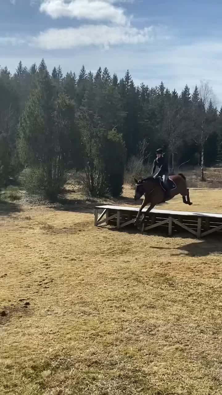 Allround hästar till salu: En bästa vän att ha kul med i alla grenar!  - Video 5