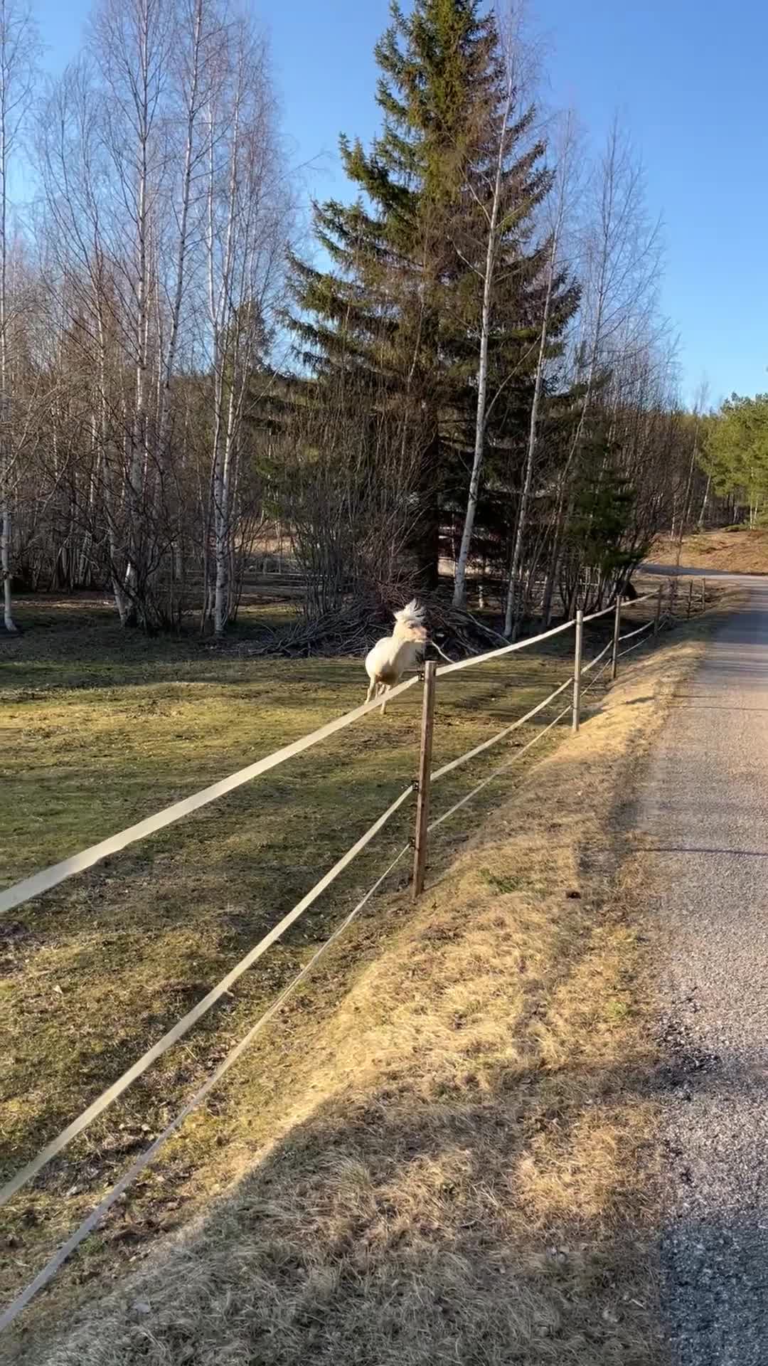 Sällskap hästar till salu: Leif och Billy - Video 2