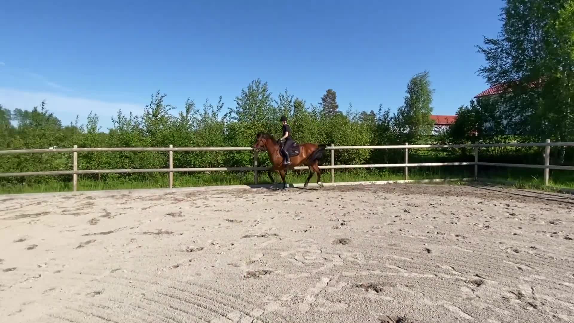Allround hästar till salu: Trevlig ridhäst - Video 2