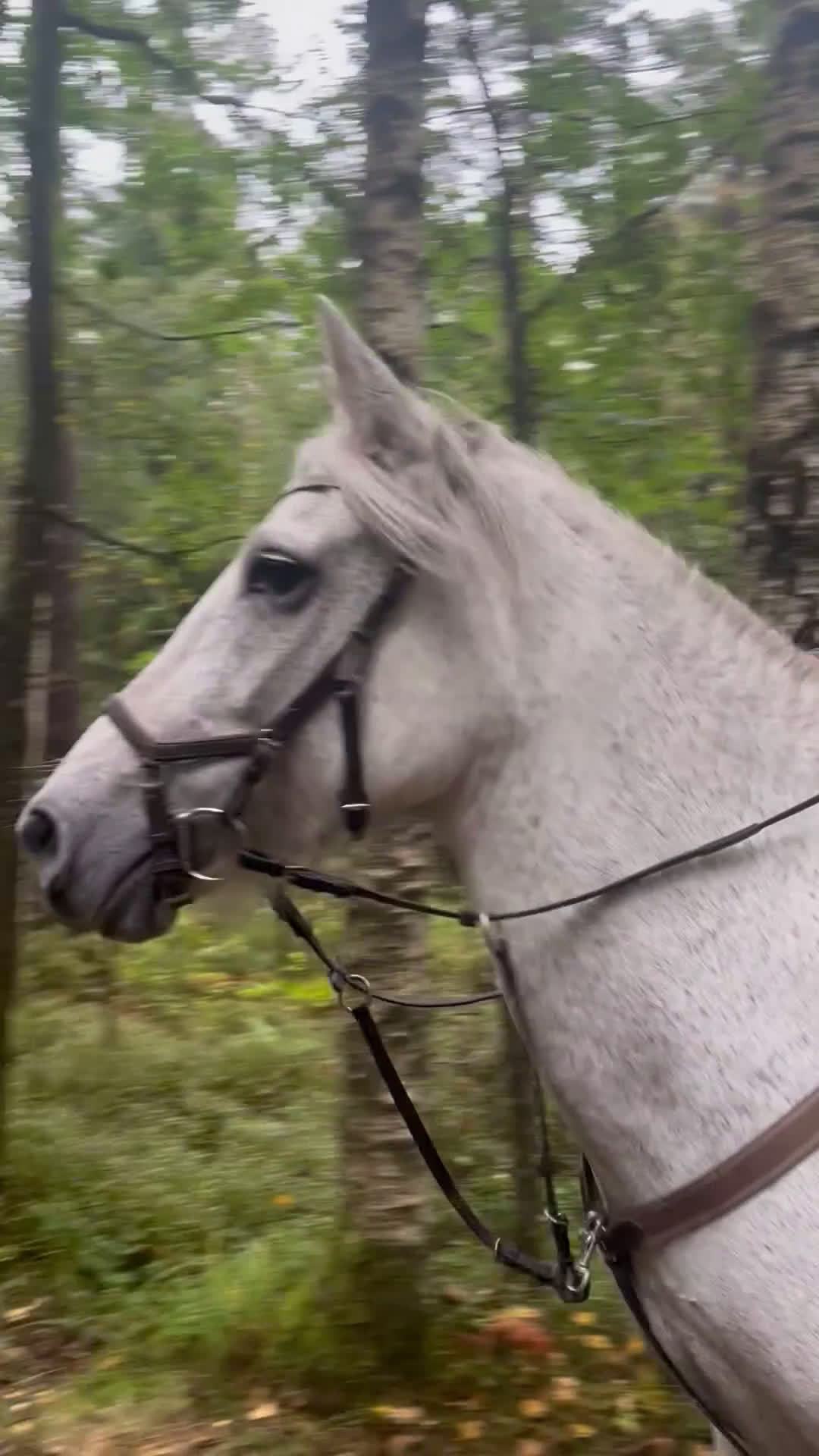  foderhäst sökes: Hoppglad ponny sökes, senare köp - Video 4